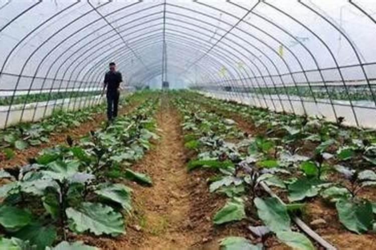 夏季高温(中后期)肥水和用有益菌的必要性