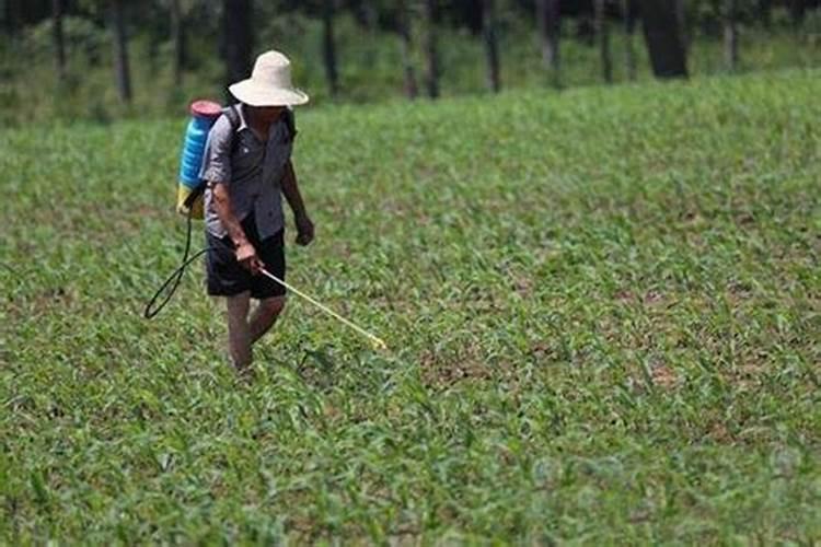 叶面肥什么时候打合适