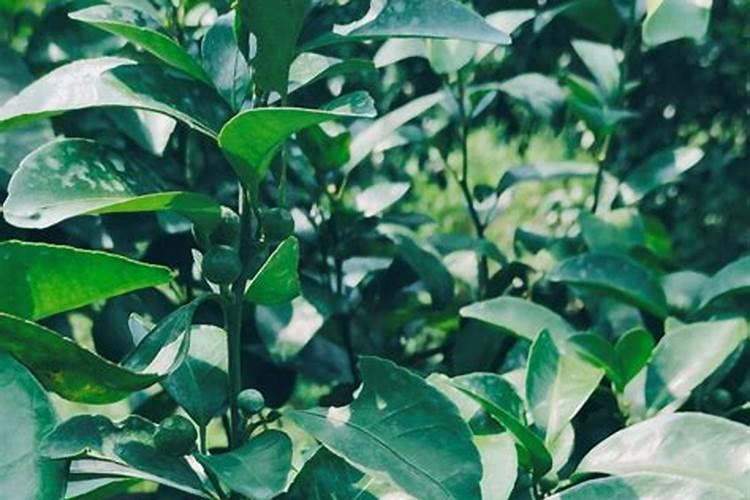 葡萄萌芽时可用防腐酸钾吗