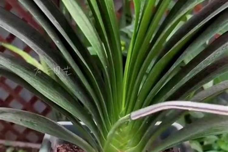 大氮肥和小氮肥有什么区别