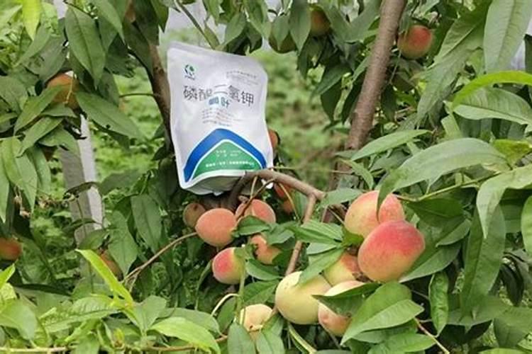 刚载桃树用什么肥料好,喜满地根魔方水溶肥
