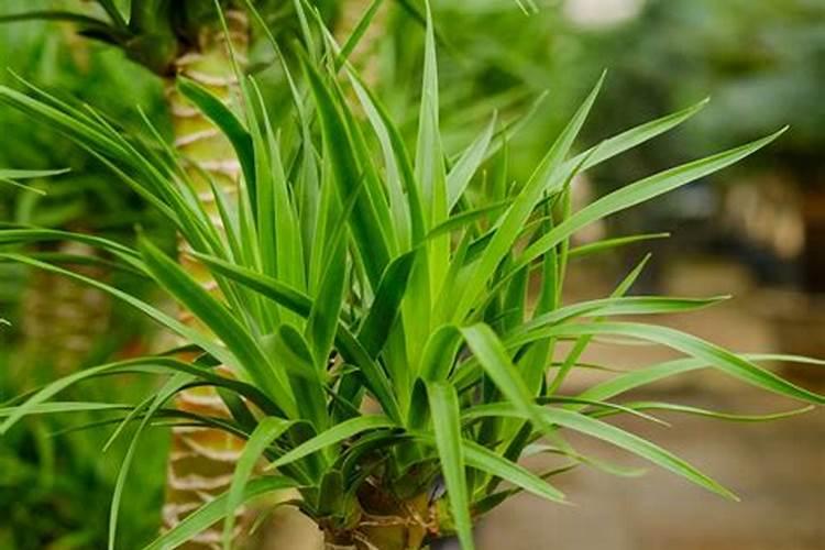 芋头中期施什么化肥