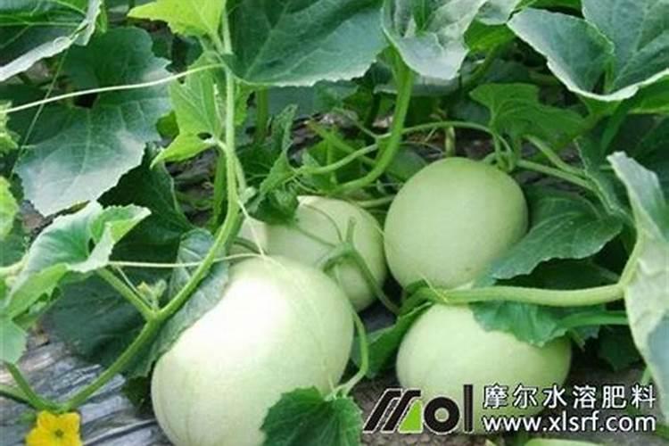 香瓜膨果期保产增收的施肥建议这样做