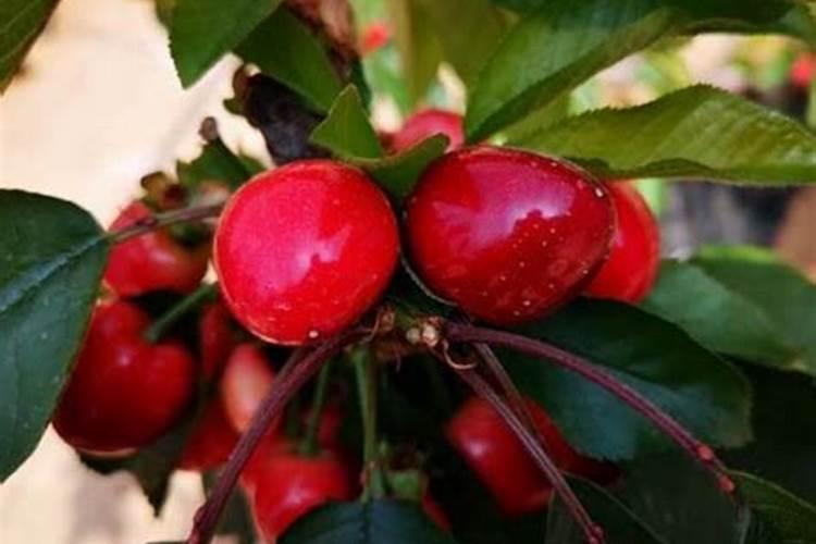 果树什么时候打药最好