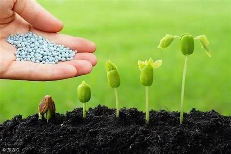 阳台种花怎样自制肥料 自制肥料用什么最好