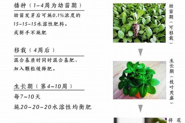 自己在家种花用什么肥料最好