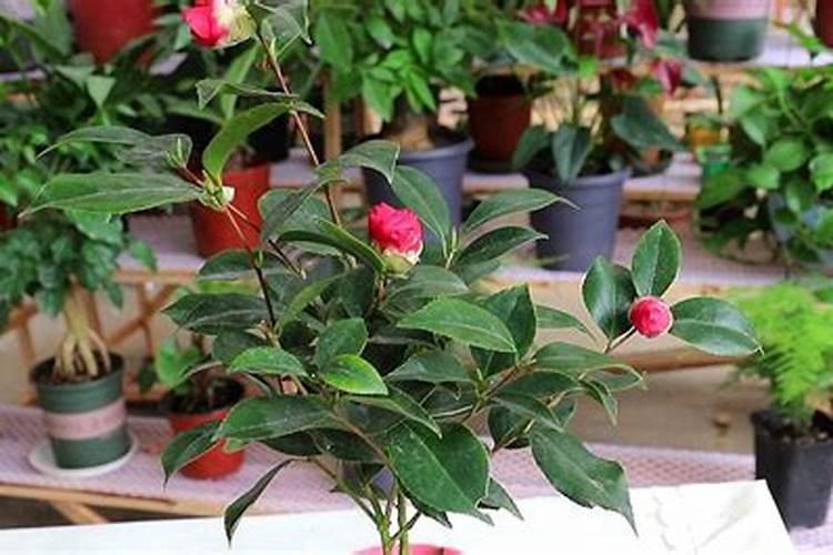 你还知道哪种蔬菜吃什么部分吗？举一个例子