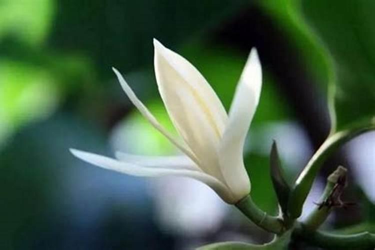 白兰花用什么肥料