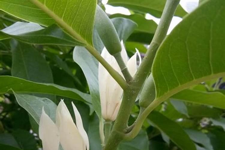 白兰花用什么肥料最好(白兰花怎么施肥长得快开花多)