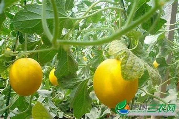 香瓜最佳种植方法