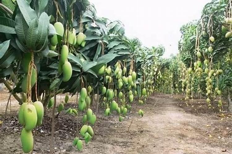 芒果幼树应该怎样去施肥？