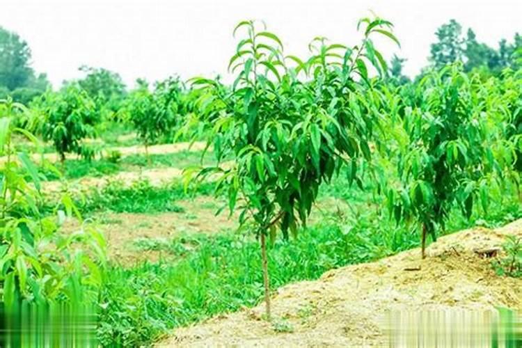 桃树苗栽的时候能不能施复合肥