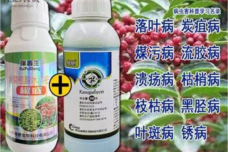 玫瑰花不施肥会怎么样