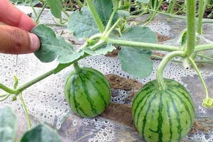 香瓜膨果期用什么肥料？