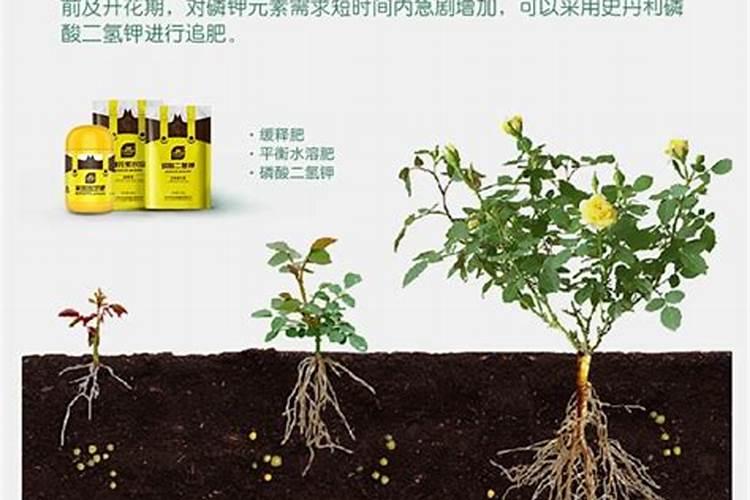 花卉施什么肥好