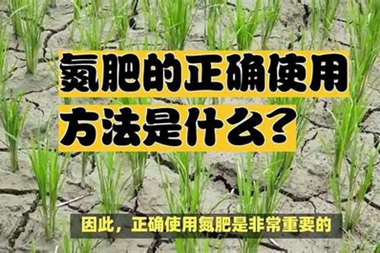 种什么草可以增加氮肥