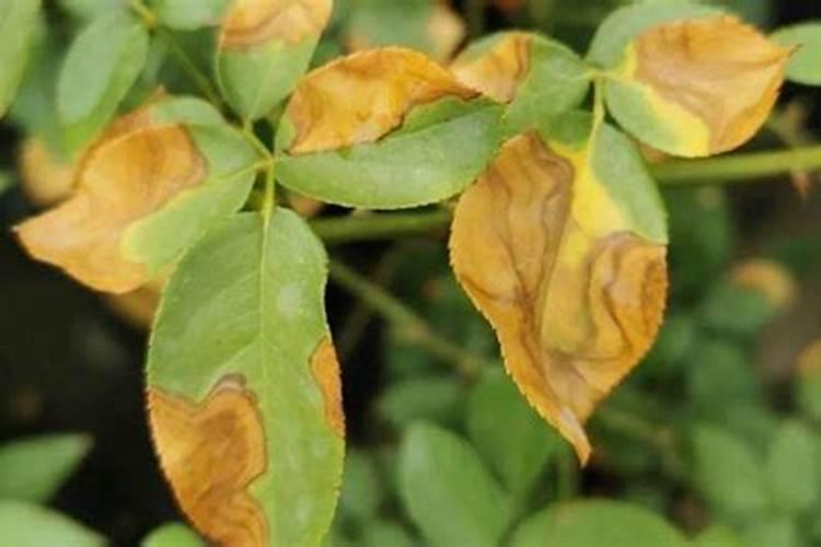 夏天移植的山楂树喷了叶面肥为什么有些会干了叶子？