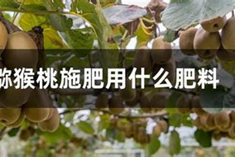 隔三到五天,打一次叶面肥,行吗？