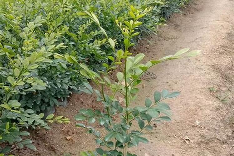 碳酸氢铵的正确使用方法