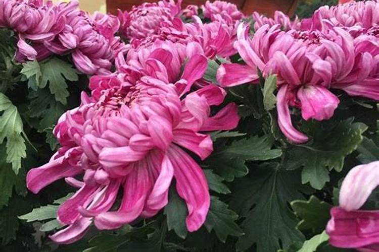 氮磷钾是什么肥料