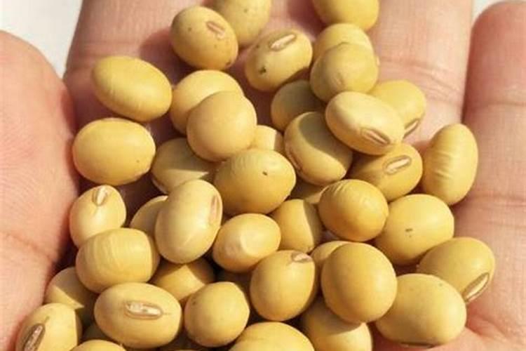 油枯直接放土里可以吗