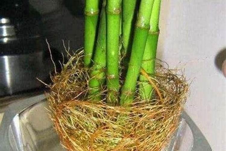 朱顶红用什么肥料较好