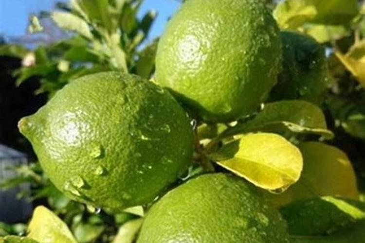 柠檬在各个时期如何施肥