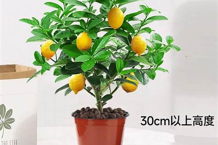 柠檬树开花结果后如何管理？