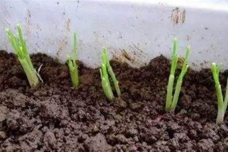 家庭怎样自制硼肥,硼肥和多效唑能一起用吗