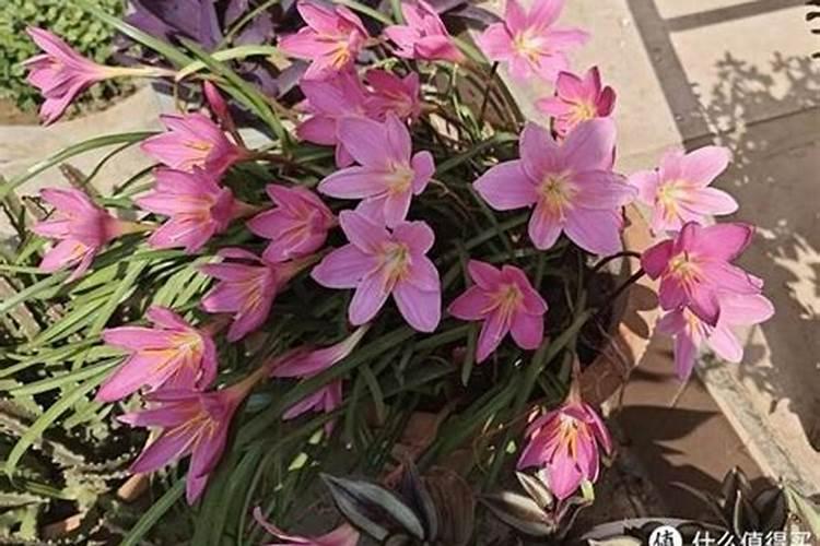 风雨兰10月份后怎么养