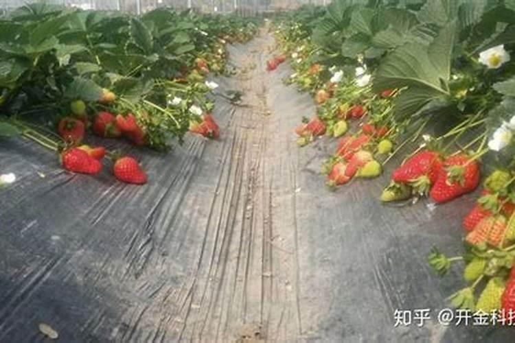草莓开花了可以施什么肥