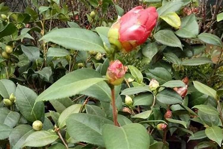 茶花的叶子发黄掉落是什么原因？