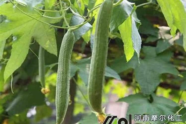 柑橘需要硝酸钾还是硫酸钾型的好