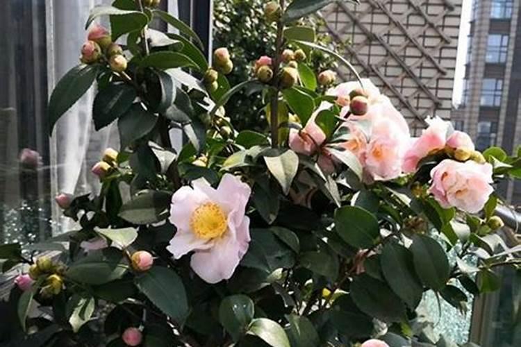 烟草专用除草剂根系吸收有害吗