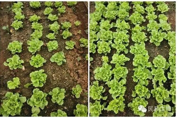 意大利生菜的种植方法和时间 适合什么季节种