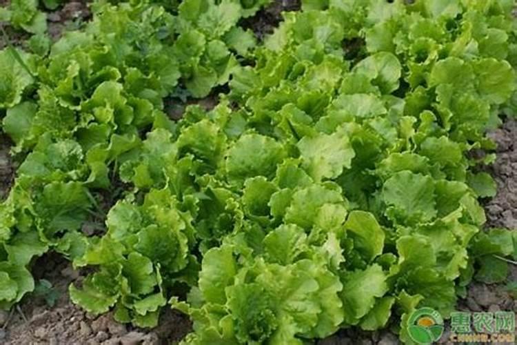 生菜肥料施用的技巧