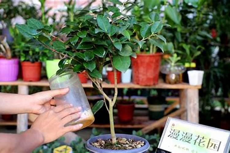 茶花有花苞能喷磷酸二氢钾吗,怎样给茶花施磷酸二氢钾