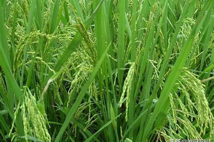 小麦返青后管理,防病防虫促生长,农户应该如何做？