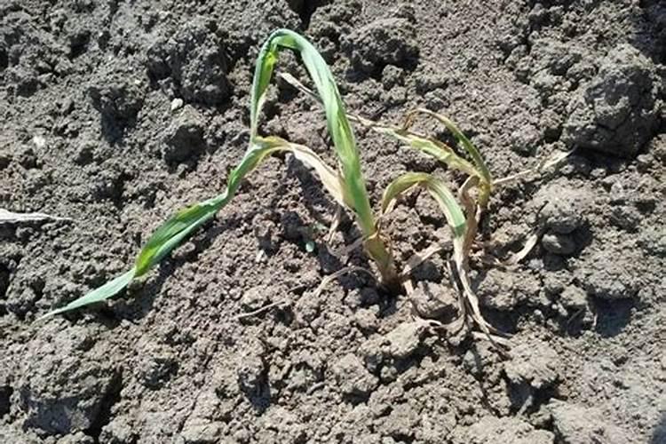 砂糖橘树几月份开花结果