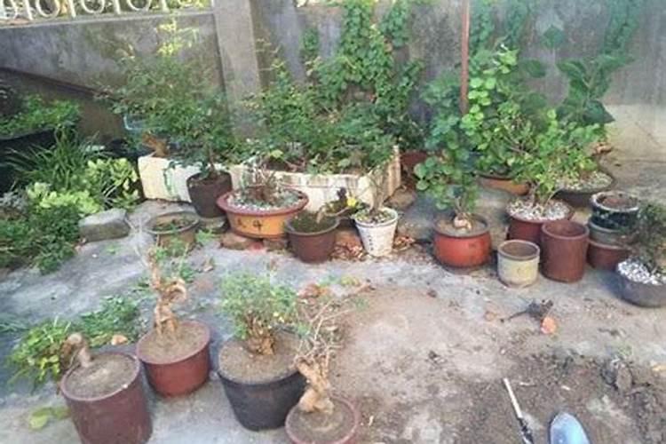 韭菜收割后怎么去除残留化肥