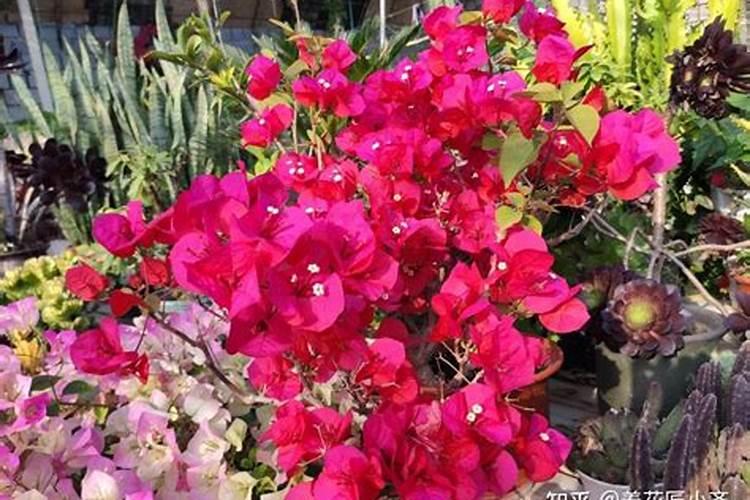 桑叶牡丹叶子能不能喷水