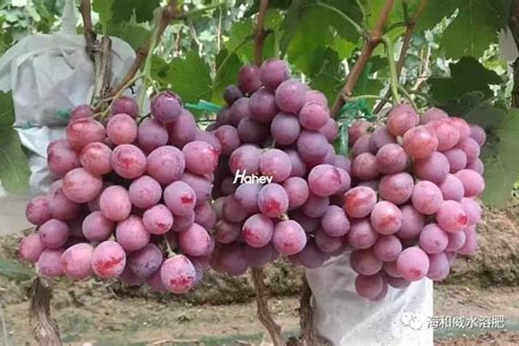 什么水溶肥最好