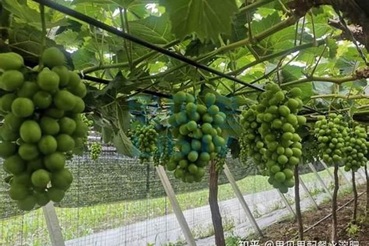 葡萄树看见花穗时能施农家肥吗？