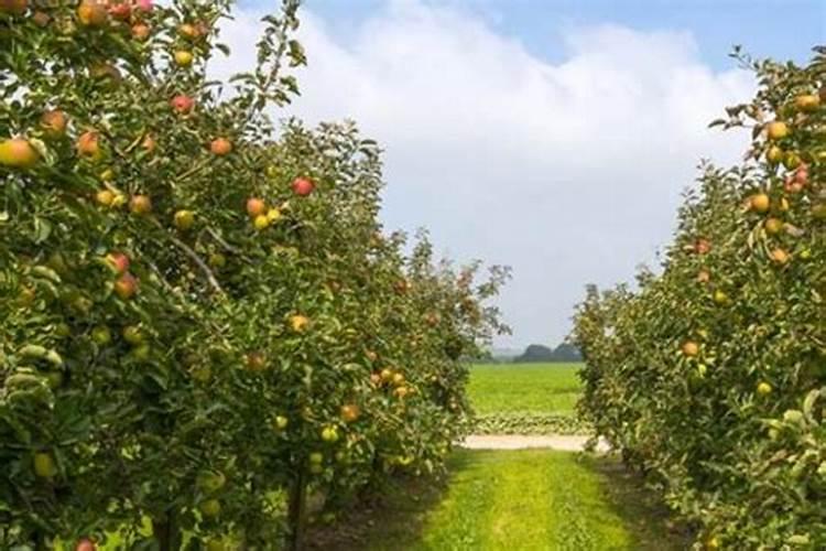 硅肥在水稻喷施最佳时间