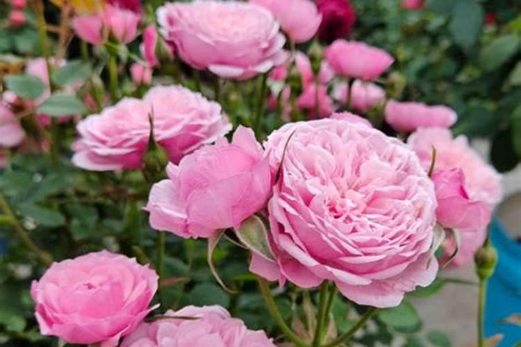 君子兰需要施什么肥