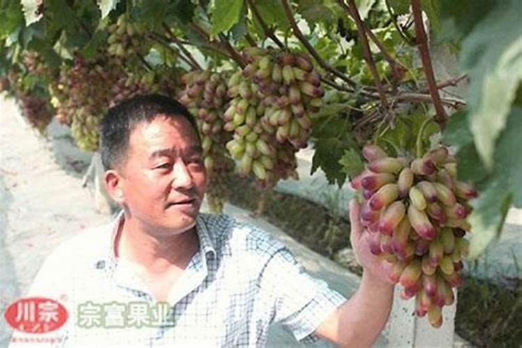 葡萄种植一亩地成本是多少？