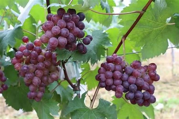 四川涧尔科技有限公司国光施优特水溶肥五千克的多少钱一袋