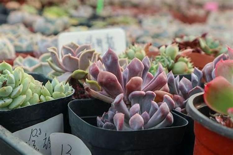 多肉蔫了怎么办