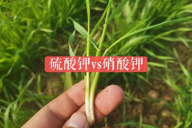 农业用硝酸钾和硫酸钾的区别,什么好