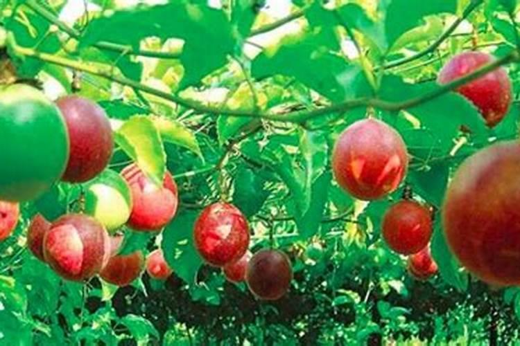 百香果浇什么肥料